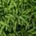 阜南县大棚蔬菜大量上市