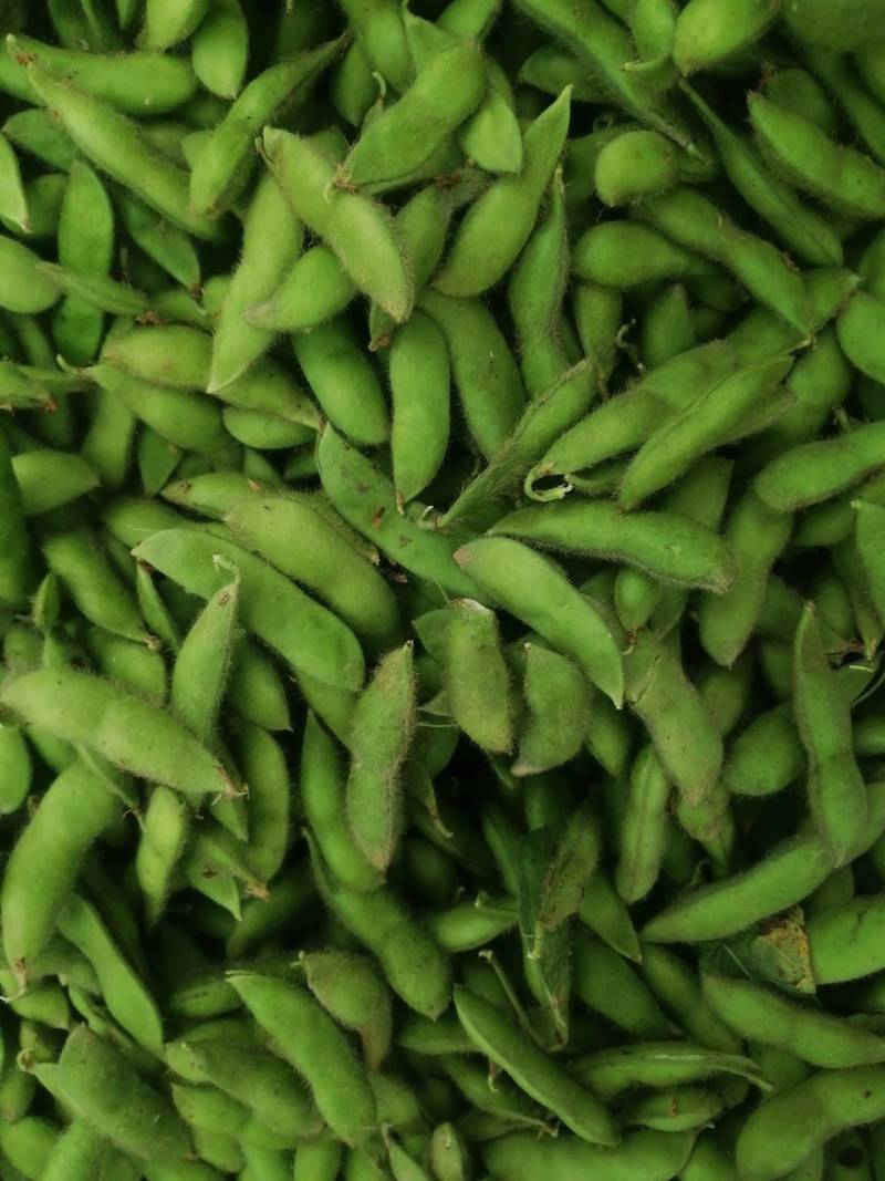阜南县大棚蔬菜大量上市