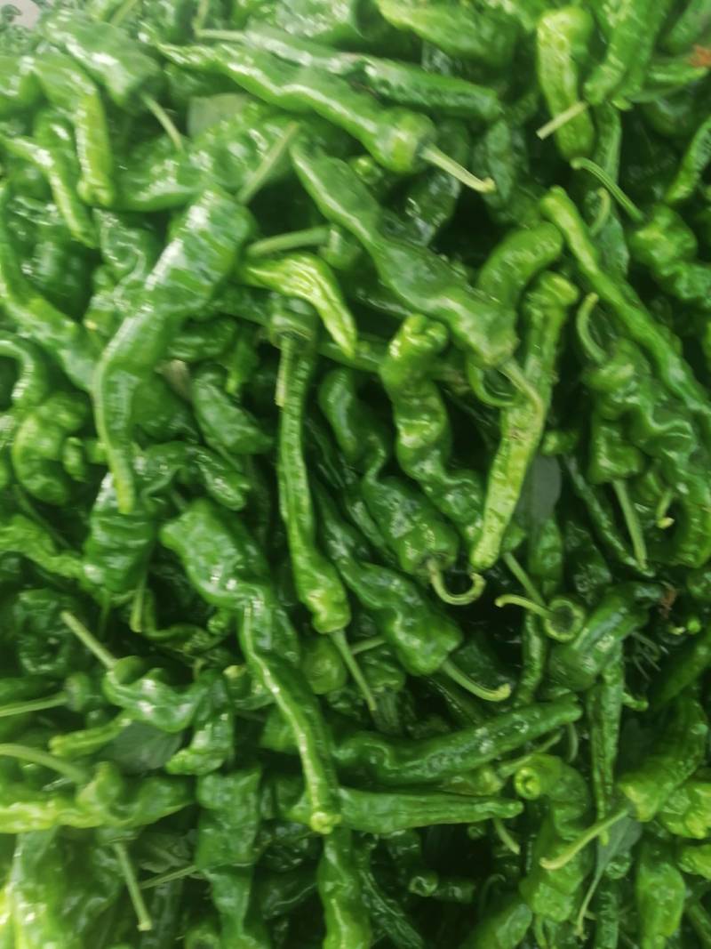 阜南县大棚蔬菜大量上市
