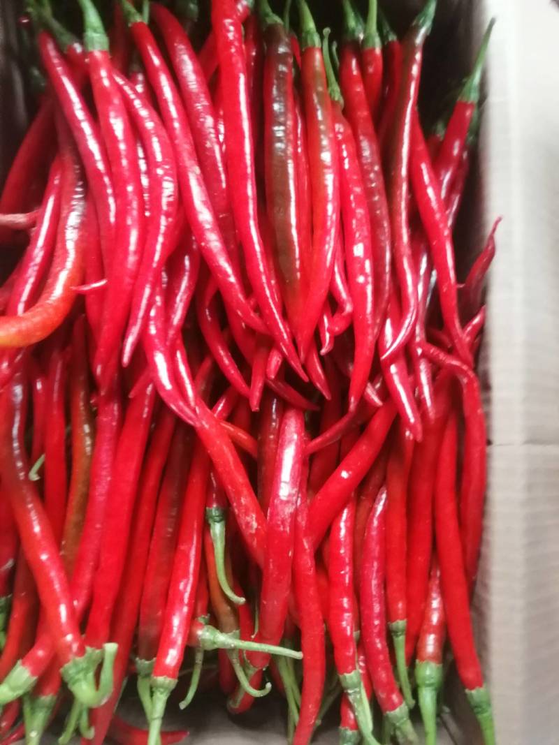 阜南县大棚蔬菜大量上市