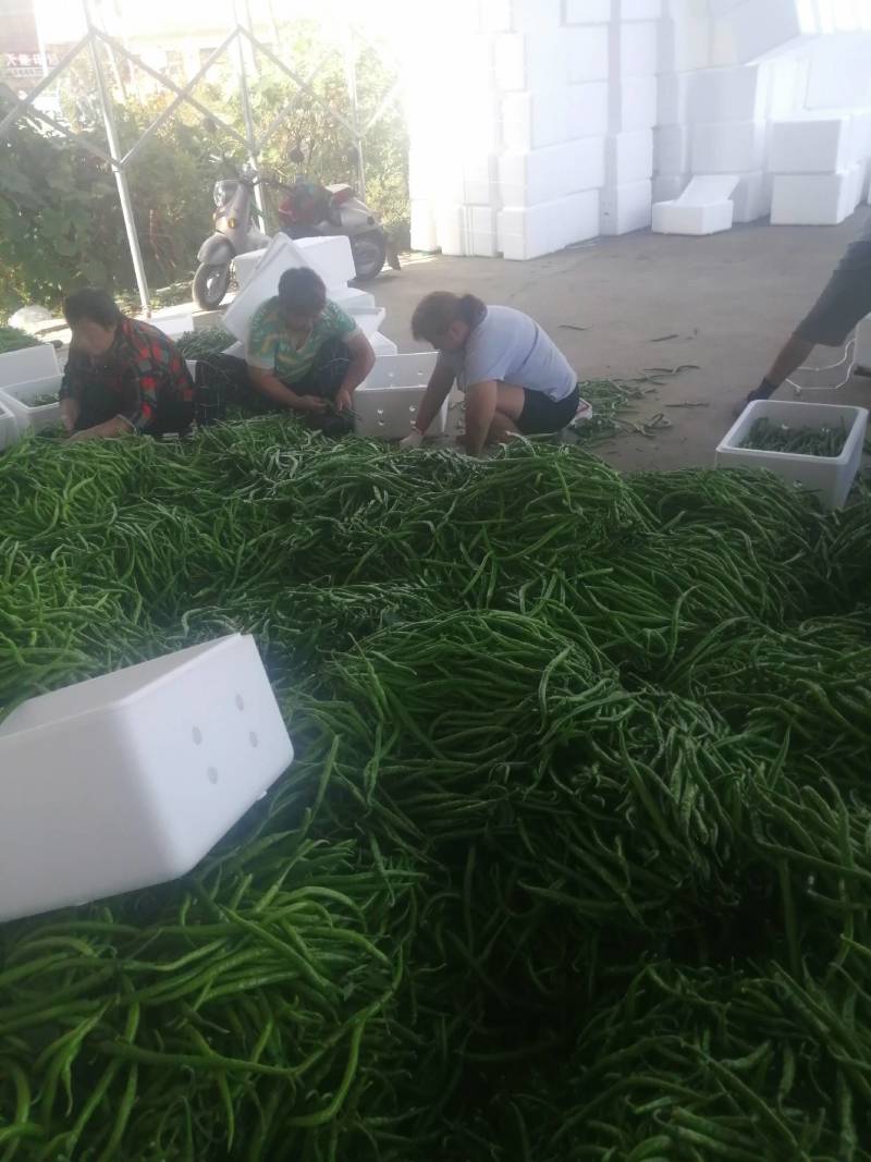 阜南县大棚蔬菜大量上市
