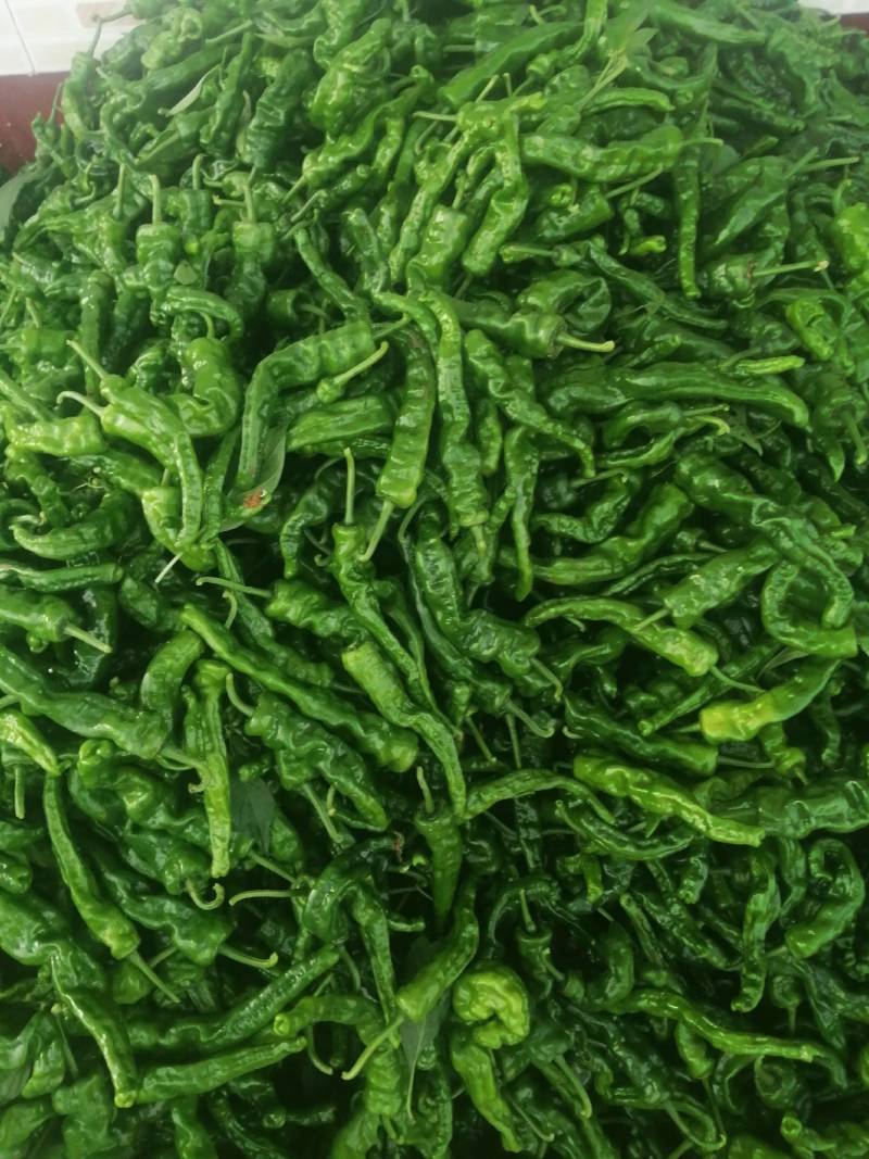 阜南县大棚蔬菜大量上市