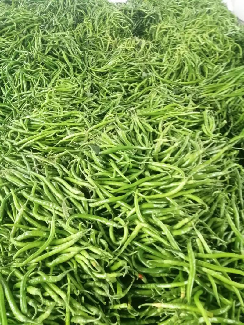 阜南县大棚蔬菜大量上市