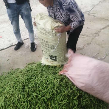 阜南县大棚蔬菜大量上市欢迎各位老板定购