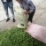 阜南县大棚蔬菜大量上市欢迎各位老板定购