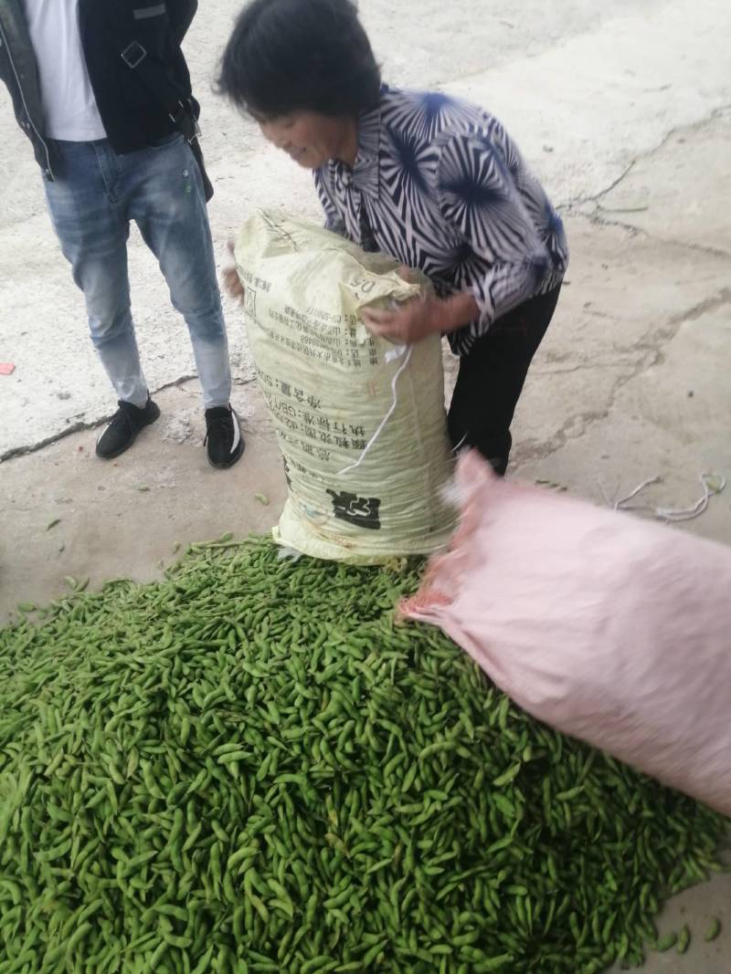 阜南县大棚蔬菜大量上市欢迎各位老板定购