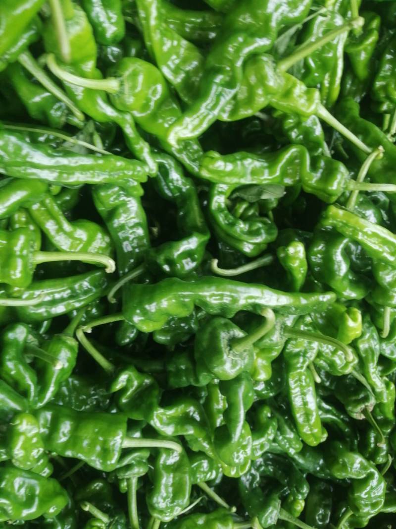阜南县大棚蔬菜大量上市欢迎各位老板定购