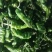 阜南县大棚蔬菜大量上市欢迎各位老板定购