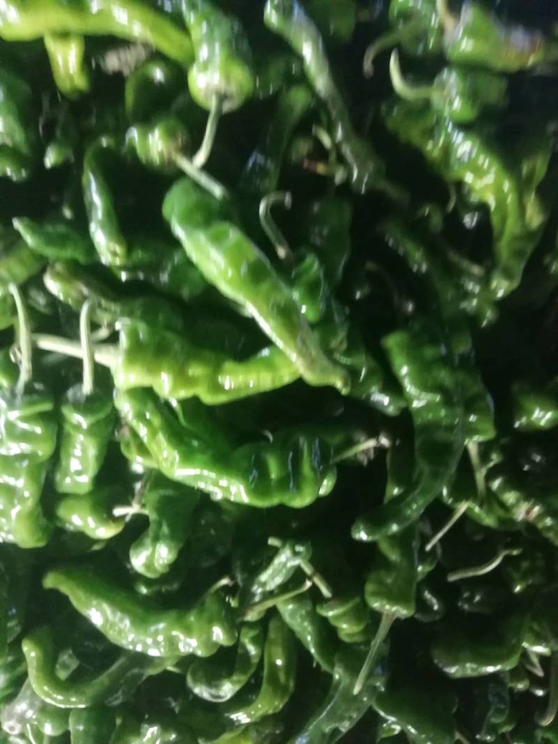 阜南县大棚蔬菜大量上市欢迎各位老板定购