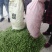 阜南县大棚蔬菜大量上市欢迎各位老板定购