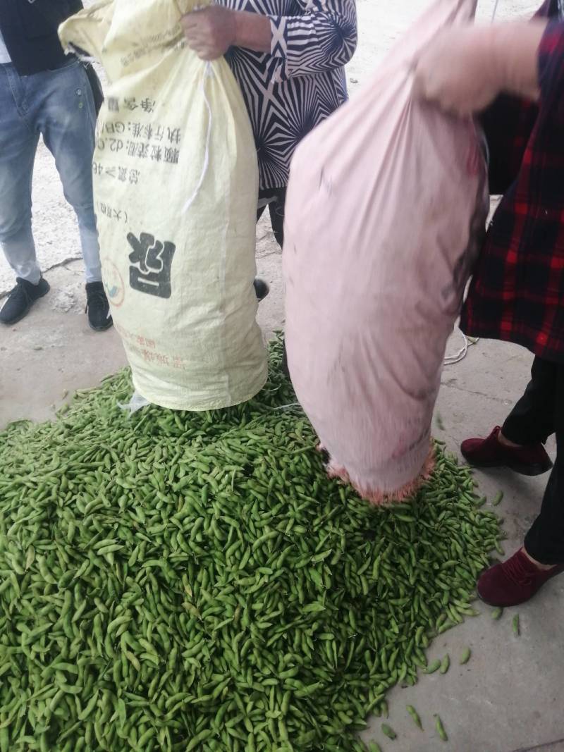 阜南县大棚蔬菜大量上市欢迎各位老板定购