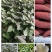 河南商薯19种薯，白心红薯，西瓜红，哈蜜龙九，种薯