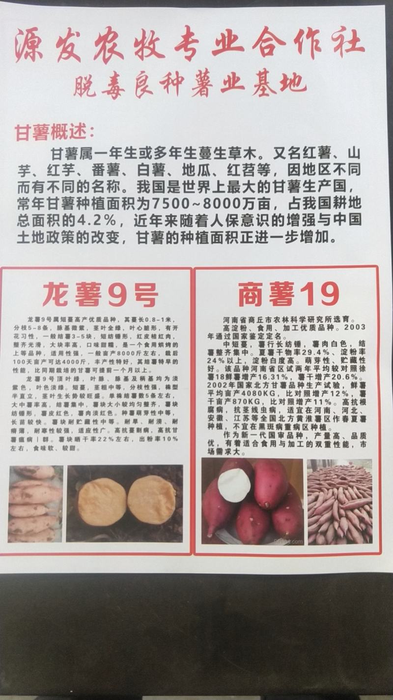 河南商薯19种薯，白心红薯，西瓜红，哈蜜龙九，种薯