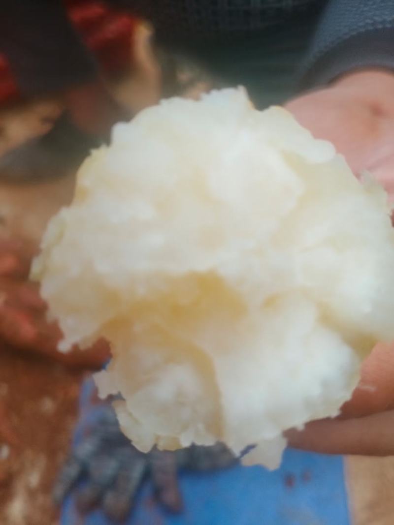 河南商薯19种薯，白心红薯，西瓜红，哈蜜龙九，种薯