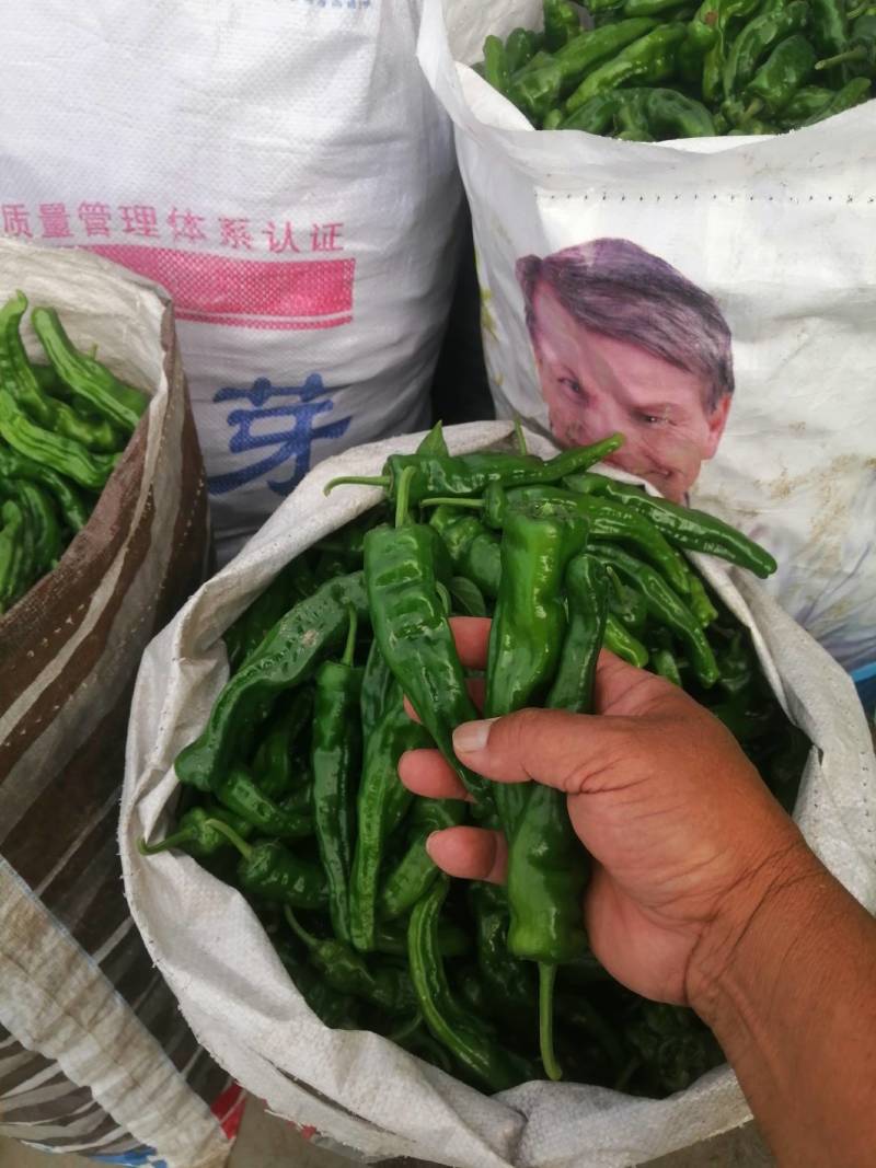 阜南县大棚蔬菜大量上市，欢迎各位老板定购