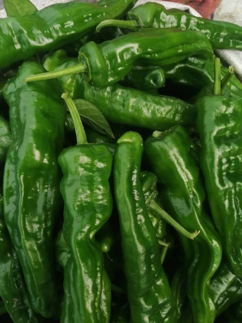 阜南县大棚蔬菜大量上市，欢迎各位老板定购