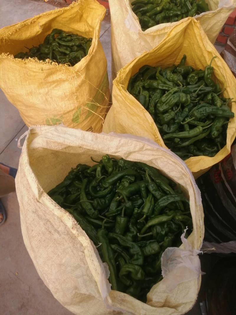 阜南县大棚蔬菜大量上市，欢迎各位老板定购