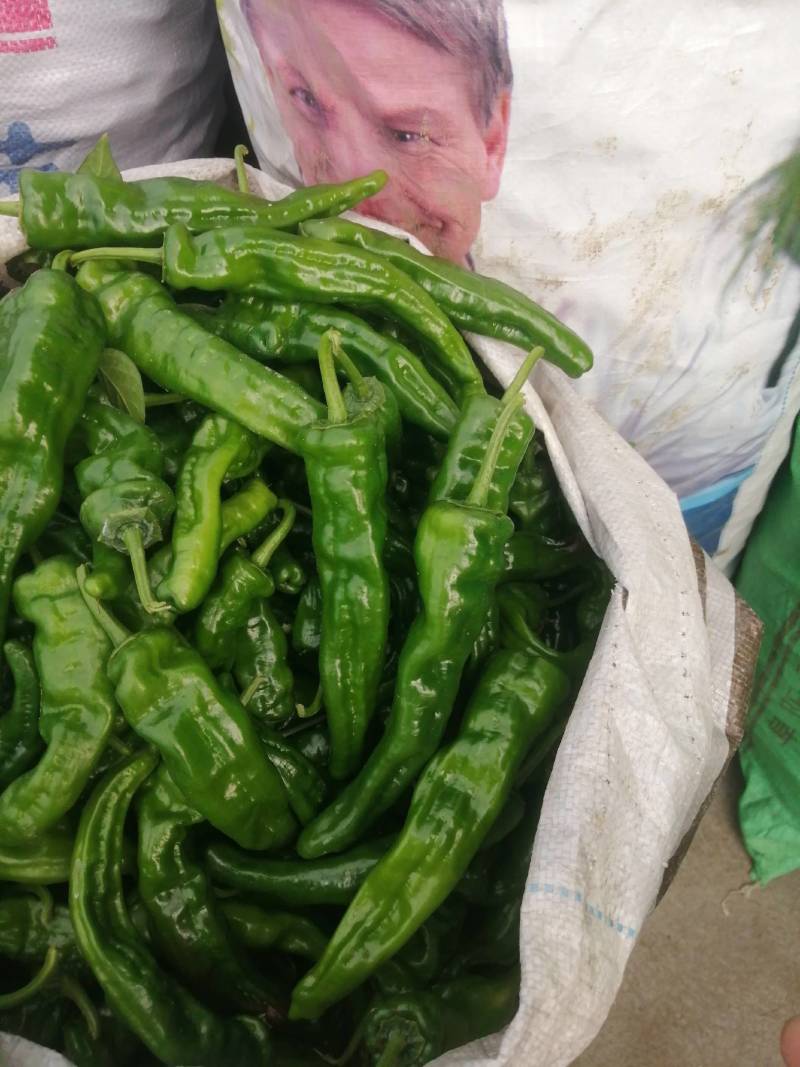 阜南县大棚蔬菜大量上市，欢迎各位老板定购