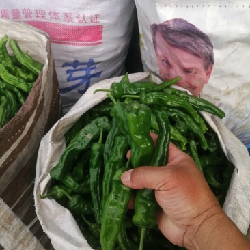 阜南县大棚蔬菜大量上市，欢迎各位老板定购