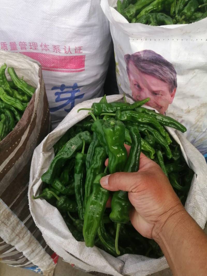 阜南县大棚蔬菜大量上市，欢迎各位老板定购