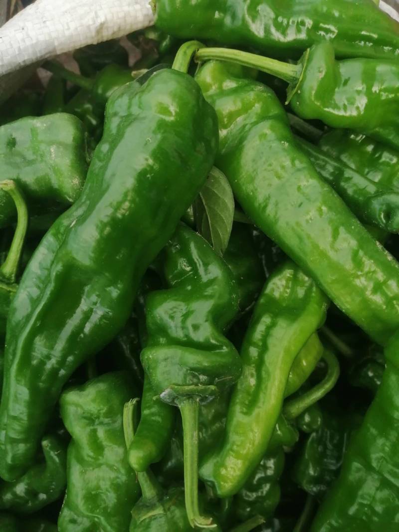 阜南县大棚蔬菜大量上市，欢迎各位老板定购