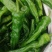阜南县大棚蔬菜大量上市，欢迎各位老板定购
