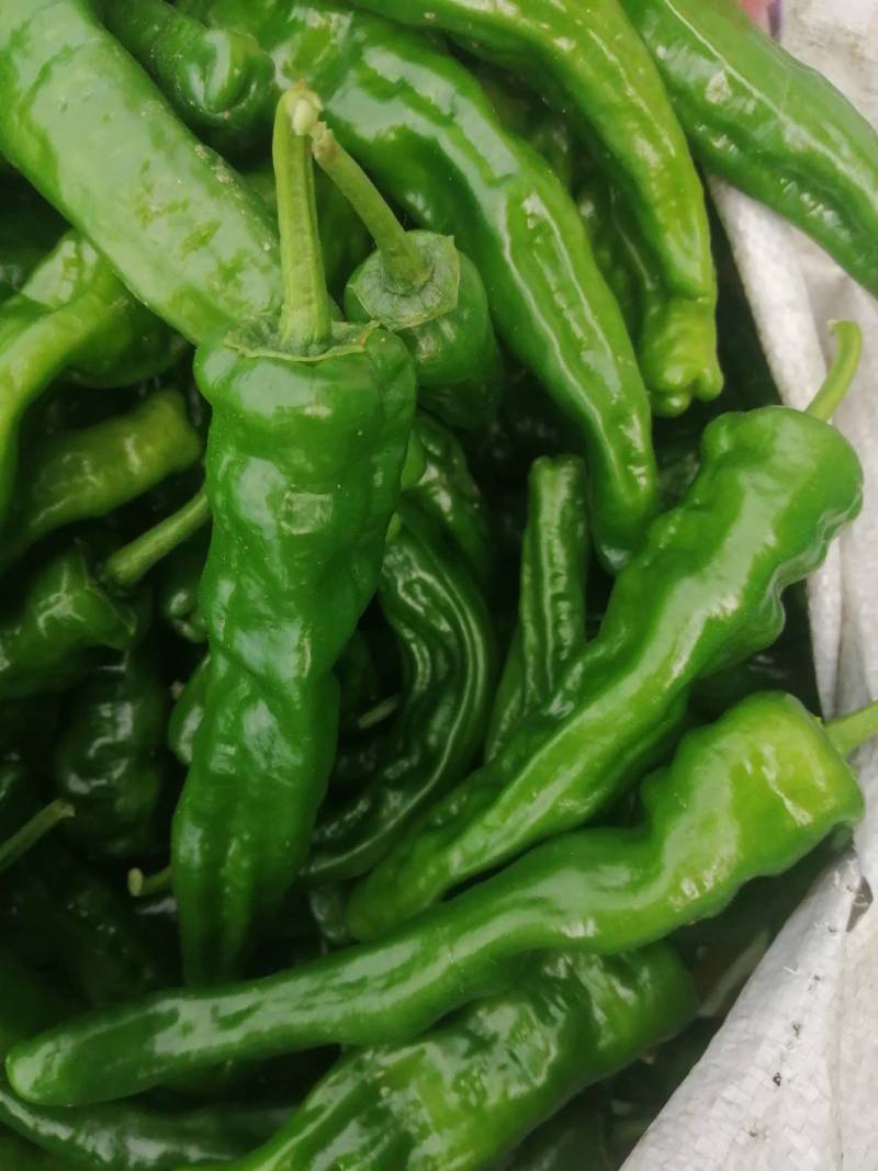 阜南县大棚蔬菜大量上市，欢迎各位老板定购