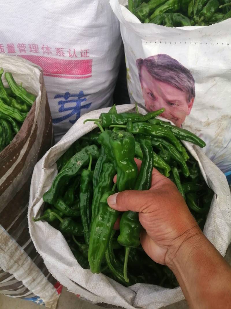 阜南县大棚蔬菜大量上市，欢迎各位老板定购