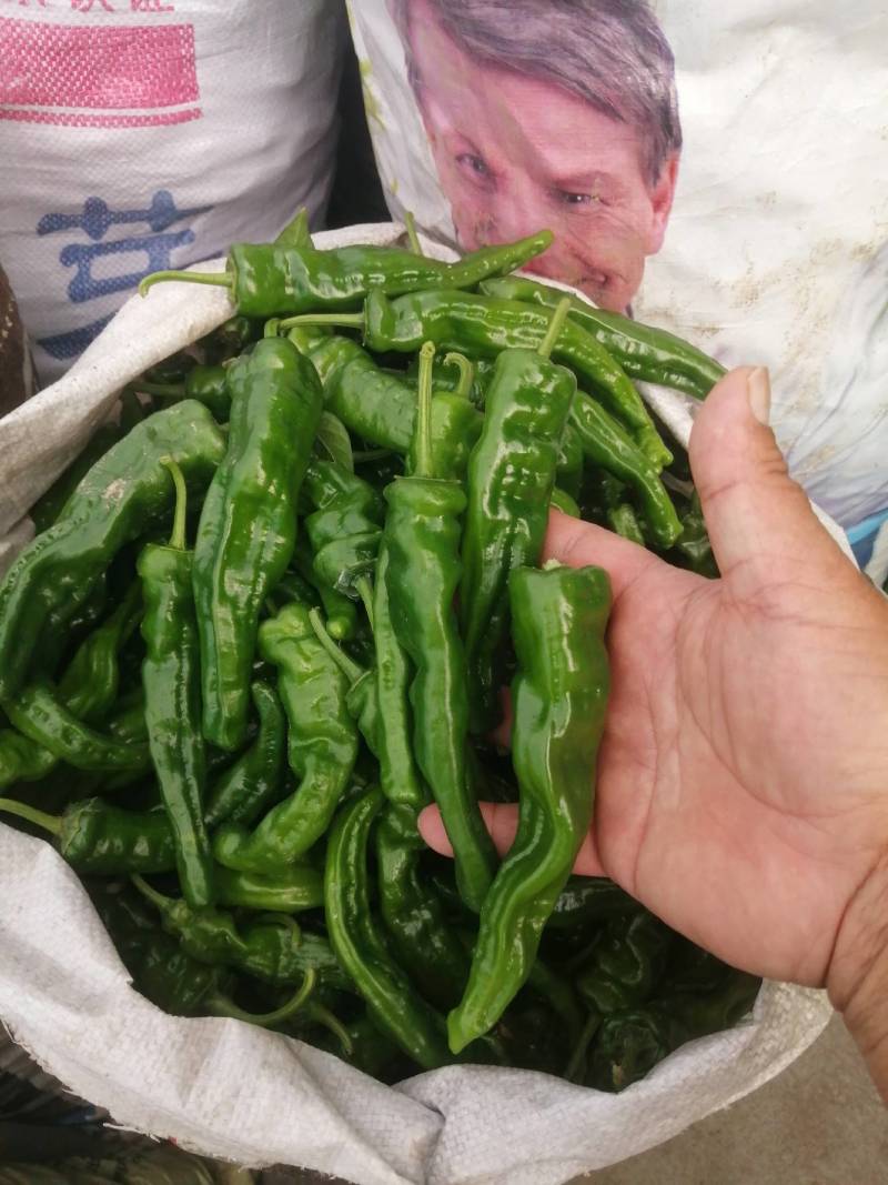 阜南县大棚蔬菜大量上市，欢迎各位老板定购
