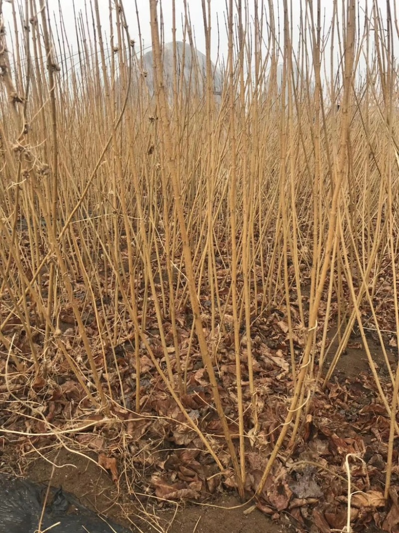 接骨木树苗金叶接骨木规格齐全量大优惠