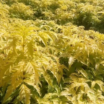 接骨木树苗金叶接骨木规格齐全量大优惠