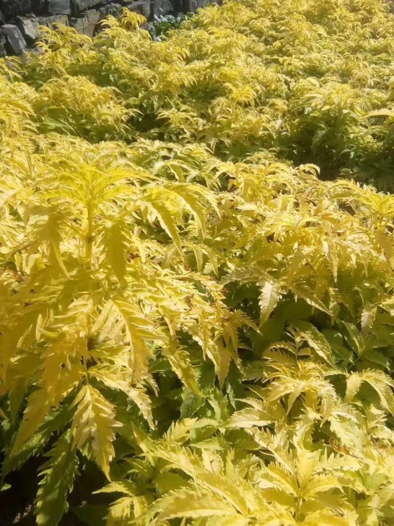 接骨木树苗金叶接骨木规格齐全量大优惠