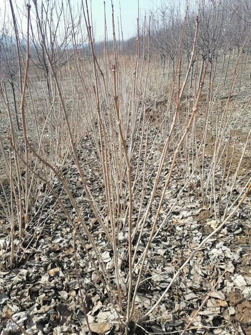 接骨木树苗金叶接骨木规格齐全量大优惠