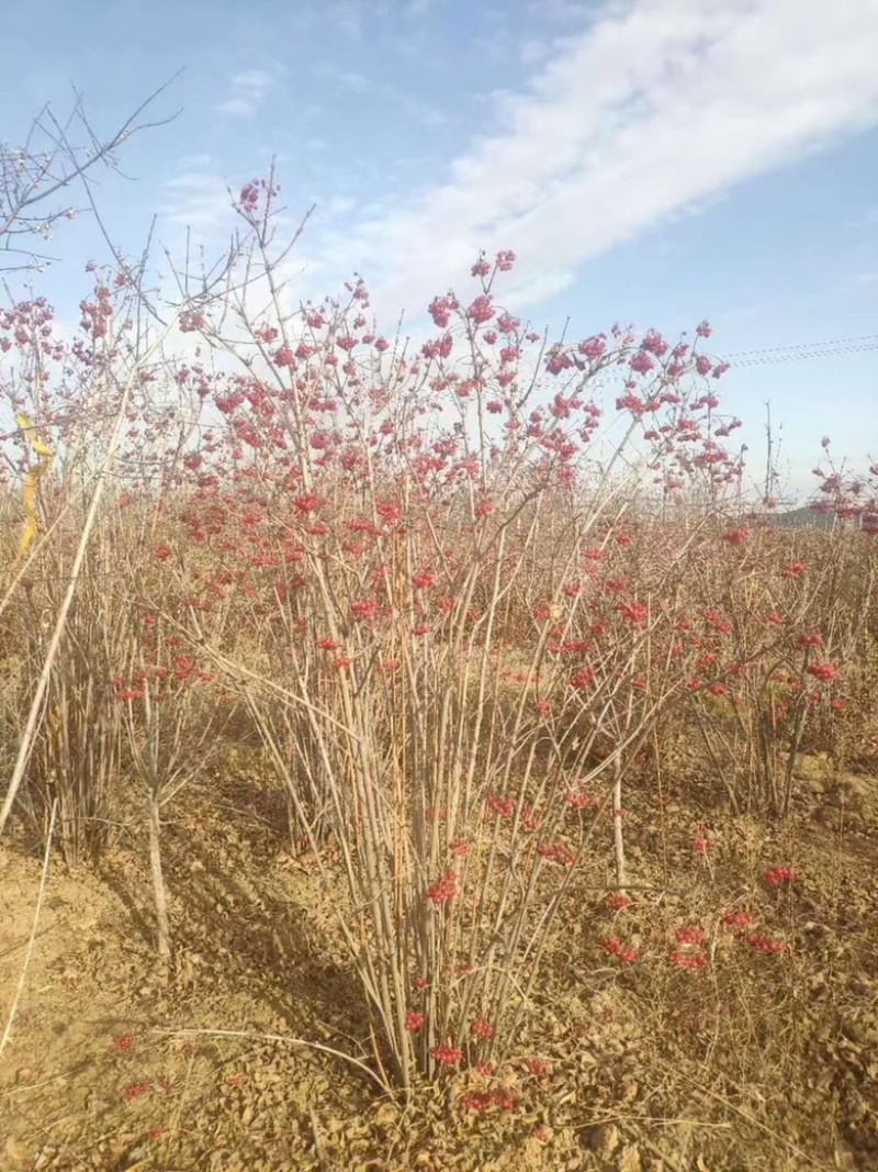 接骨木树苗金叶接骨木规格齐全量大优惠