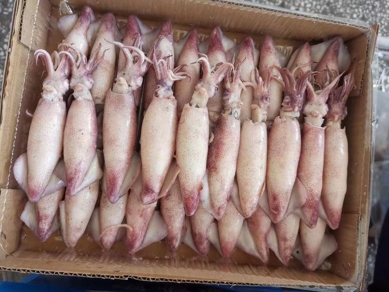 籽乌海兔笔管鱼冷冻水产品墨斗鱼，全国发货。