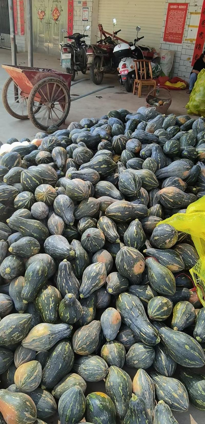 湖北，宜城，《香芋南瓜》基地，可以配黑皮冬瓜，密本南瓜，
