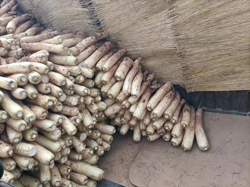 大量供应春雷萝卜水煮关东煮压圆工厂加工7-9厘米