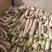 大量供应春雷萝卜水煮关东煮压圆工厂加工7-9厘米