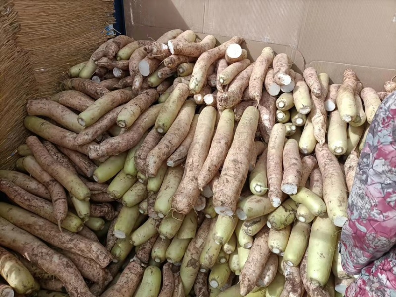 大量供应春雷萝卜水煮关东煮压圆工厂加工7-9厘米