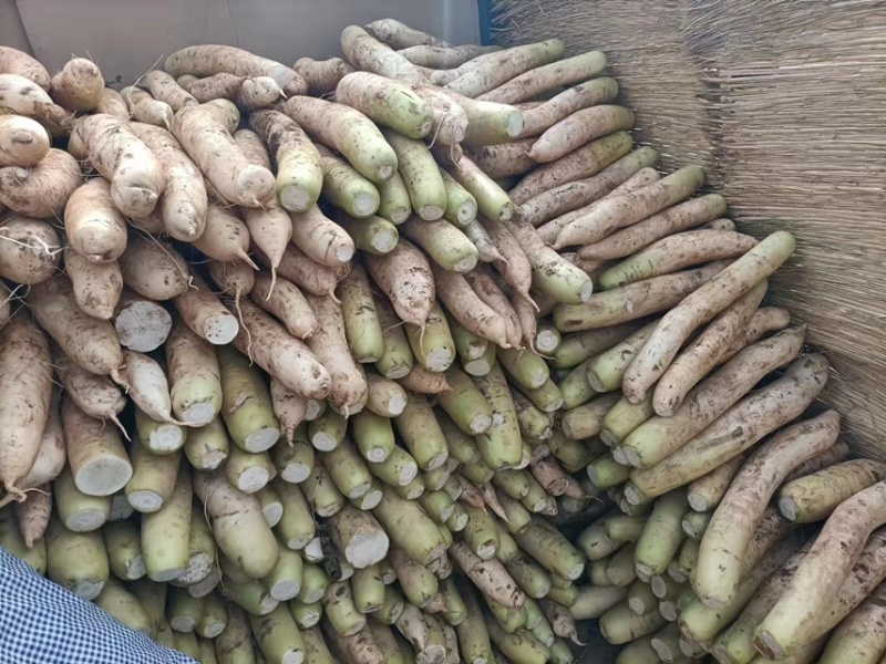 大量供应春雷萝卜水煮关东煮压圆工厂加工7-9厘米