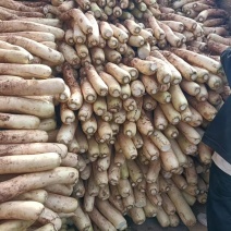 大量供应春雷萝卜水煮关东煮压圆工厂加工7-9厘米