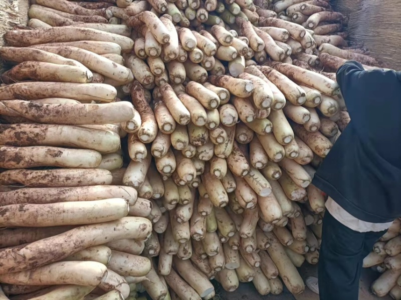 大量供应春雷萝卜水煮关东煮压圆工厂加工7-9厘米