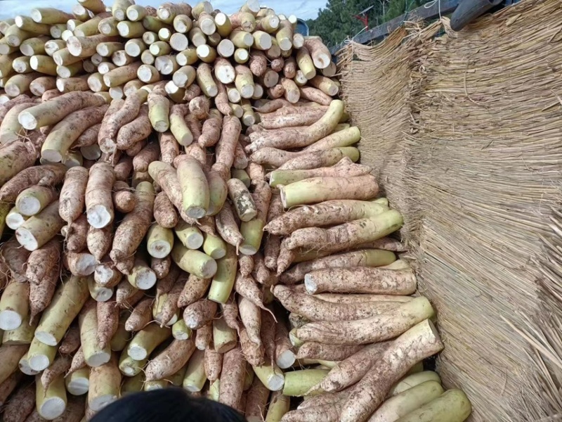 大量供应春雷萝卜水煮关东煮压圆工厂加工7-9厘米