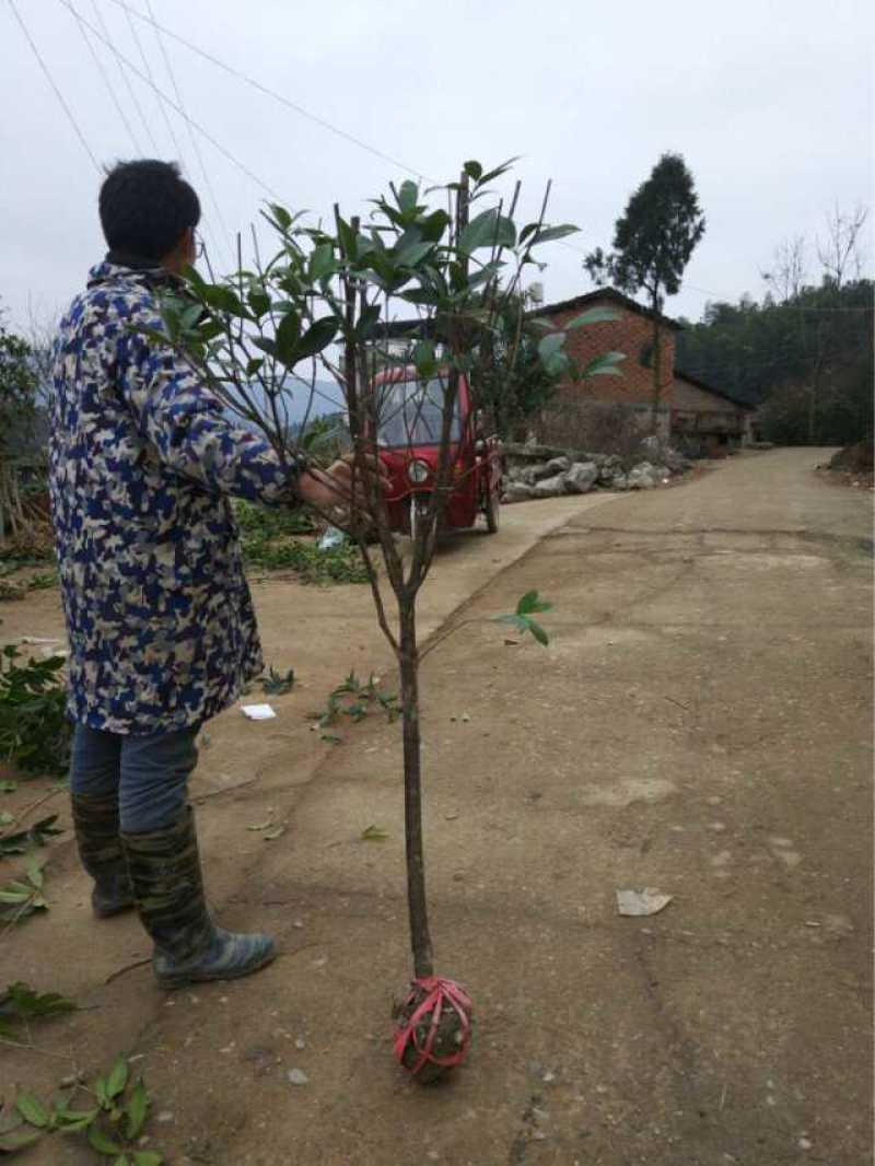 桂花树苗大树原生金桂丹桂四季桂庭院地栽血桂浓香型室外盆栽