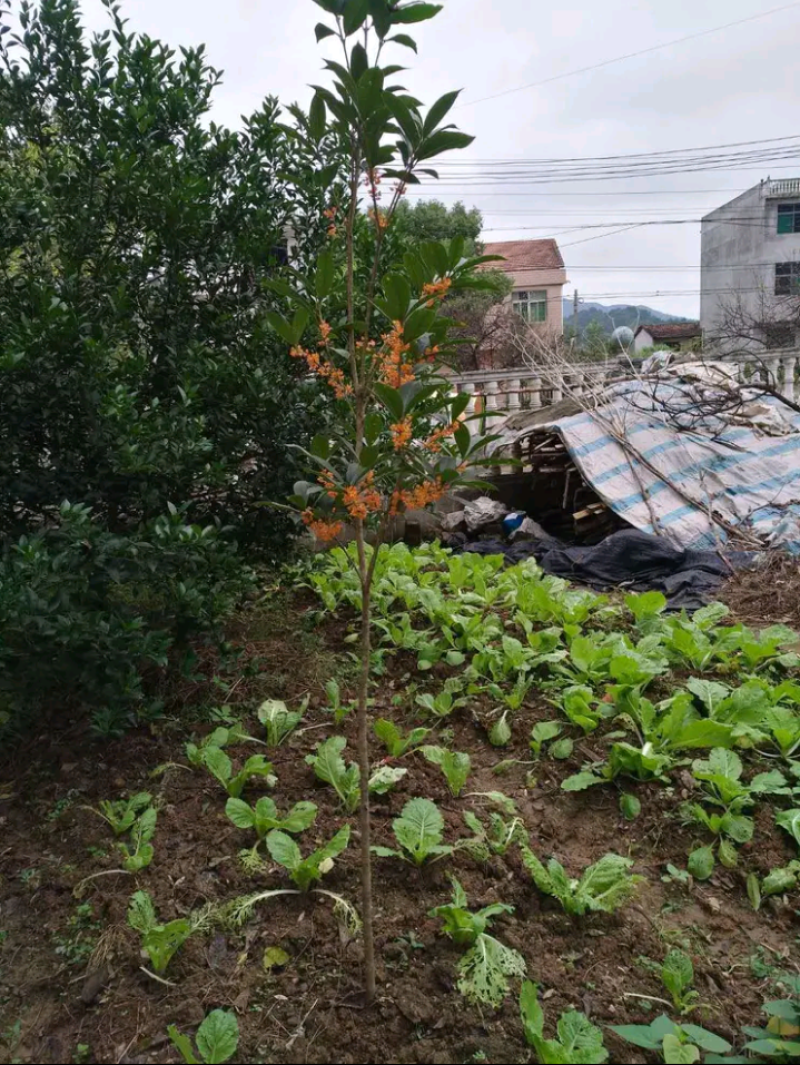 桂花树苗大树原生金桂丹桂四季桂庭院地栽血桂浓香型室外盆栽