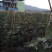 长期供应一年四季自家百亩果园现采现发日产30吨