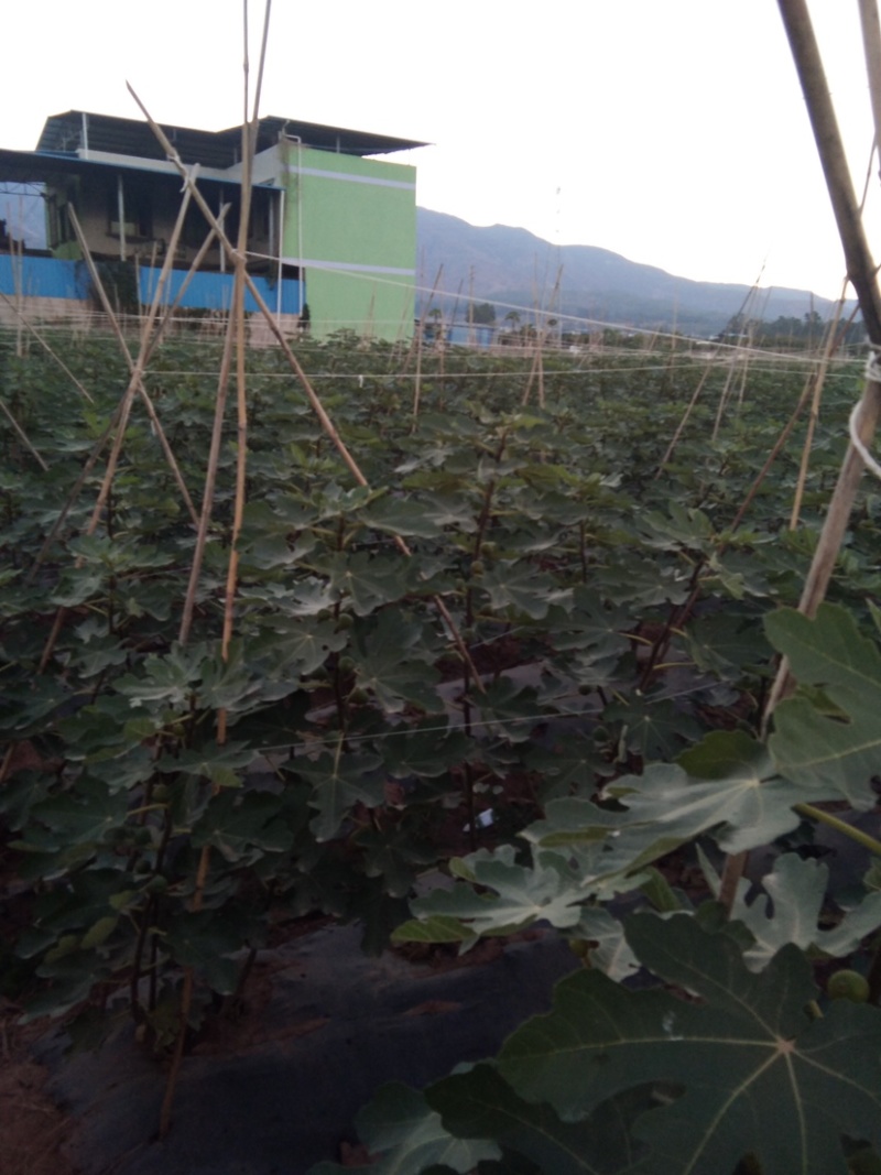 长期供应一年四季自家百亩果园现采现发日产30吨