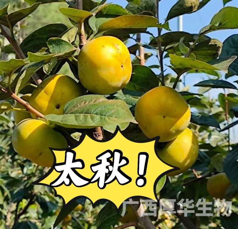 正宗太秋甜柿苗，专业技术指导，保您成功！