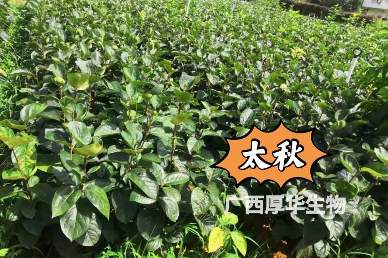正宗太秋甜柿苗，专业技术指导，保您成功！