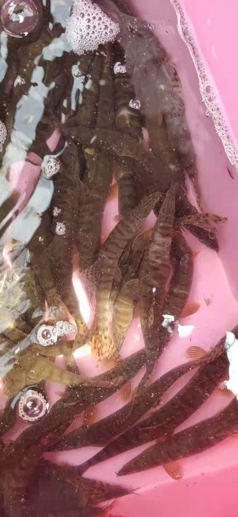 江西副沙鳅